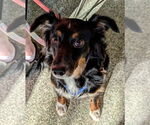Small #10 Australian Shepherd
