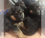 Small Photo #1 German Shepherd Dog Puppy For Sale in HOUSTON, TX, USA