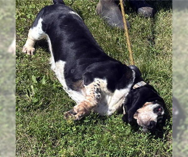 Medium Photo #4 Basset Hound Puppy For Sale in Deepwater, NJ, USA