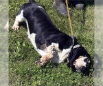 Small #3 Basset Hound