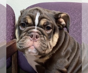 English Bulldogge Puppy for sale in KISSIMMEE, FL, USA