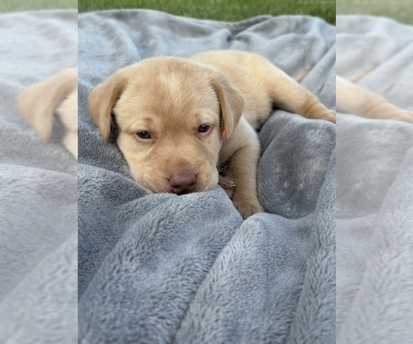 Medium Photo #13 Labrador Retriever Puppy For Sale in FREDERICKSBG, OH, USA