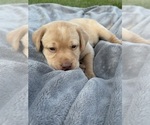 Small Photo #13 Labrador Retriever Puppy For Sale in FREDERICKSBG, OH, USA