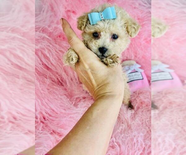 Medium Photo #2 Poodle (Toy) Puppy For Sale in BOSTON, MA, USA