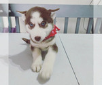 Small Photo #11 Siberian Husky Puppy For Sale in DANBURY, CT, USA