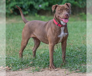 Cocoapup - Female American Pit Bull Terrier-Chocolate Labrador retriever Mix Dog for Adoption - Photo #10