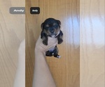 Small Yorkshire Terrier