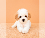 Small #1 Cavapoo (Miniature)