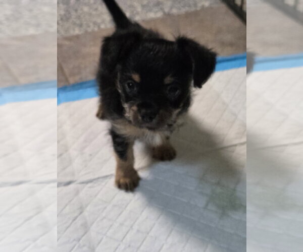 Medium Photo #1 Mutt Puppy For Sale in Spring, TX, USA
