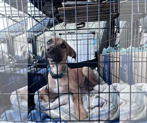 Medium Photo #4 Black Mouth Cur-Unknown Mix Puppy For Sale in Minneapolis, MN, USA