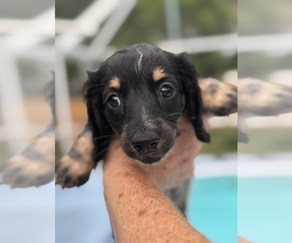 Medium Photo #10 Dachshund Puppy For Sale in LARGO, FL, USA