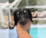 Puppy 5 Dachshund