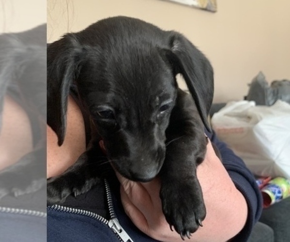 Medium Photo #2 Dachshund Puppy For Sale in BENNETTSVILLE, SC, USA
