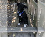 Small Photo #2 Mutt Puppy For Sale in Elmsford, NY, USA