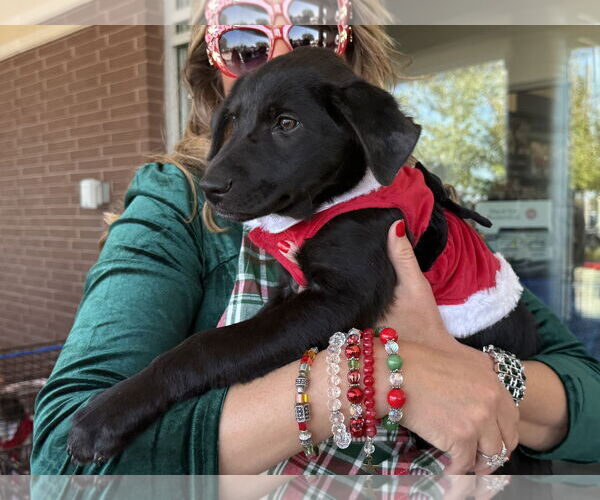 Medium Photo #2 Labrador Retriever-Unknown Mix Puppy For Sale in The Woodlands, TX, USA