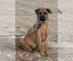 Small Rottweiler Mix
