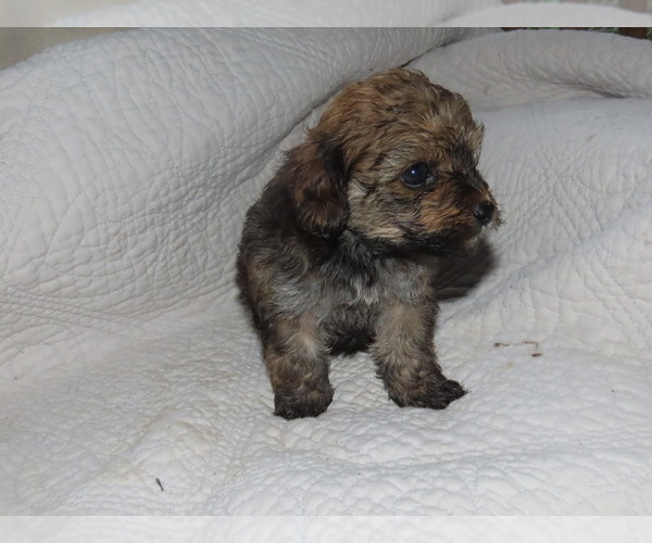 Medium Photo #3 Poodle (Toy)-Yorkshire Terrier Mix Puppy For Sale in MOCKSVILLE, NC, USA