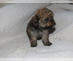 Small Photo #3 Poodle (Toy)-Yorkshire Terrier Mix Puppy For Sale in MOCKSVILLE, NC, USA