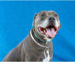Mutt Dogs for adoption in Pasadena, CA, USA