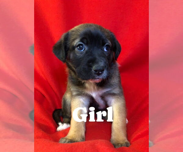 Medium Photo #1 Catahoula Leopard Dog-Unknown Mix Puppy For Sale in Hillsboro, MO, USA