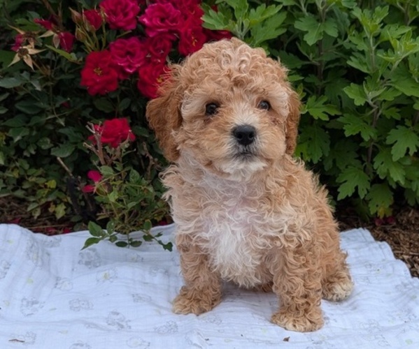 Medium Photo #2 Cock-A-Poo Puppy For Sale in GOSHEN, IN, USA