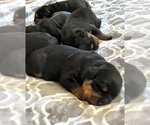 Small #3 Rottweiler