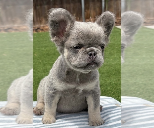 Medium Photo #4 French Bulldog Puppy For Sale in VIRGINIA BEACH, VA, USA