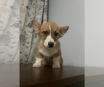 Small #25 Pembroke Welsh Corgi