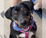 Flower - Female Rottweiler Dog for Adoption - Small photo