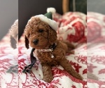 Small #2 Goldendoodle (Miniature)