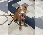 Small #1 American Pit Bull Terrier Mix