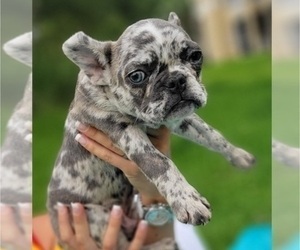 French Bulldog Puppy for sale in TAMPA, FL, USA
