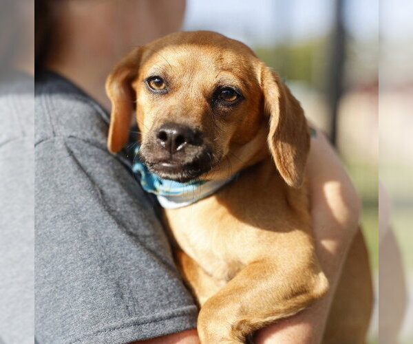 Medium Photo #1 Mutt Puppy For Sale in San Antonio, TX, USA