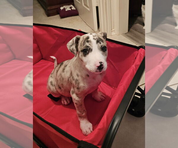Medium Photo #4 Catahoula Leopard Dog-Unknown Mix Puppy For Sale in Rockaway, NJ, USA
