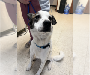 Siberian Husky-Unknown Mix Dogs for adoption in Lewistown, PA, USA