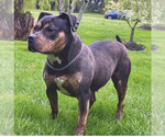 Small Photo #1 American Bully Puppy For Sale in PICKERINGTON, OH, USA