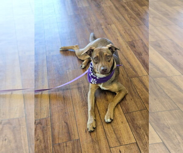 Medium Photo #2  Puppy For Sale in , 