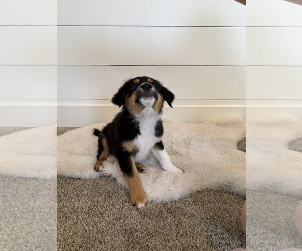 Medium Photo #5 Border Collie-Unknown Mix Puppy For Sale in Sandy, UT, USA
