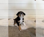 Small #4 Border Collie Mix