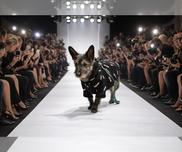 Medium Photo #6 Cairn Terrier-Unknown Mix Puppy For Sale in Princeton, MN, USA