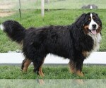 Small Bernese Mountain Dog
