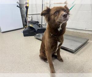 Siberian Husky-Unknown Mix Dogs for adoption in Grand Prairie, TX, USA