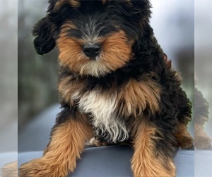 Medium Bernedoodle (Miniature)