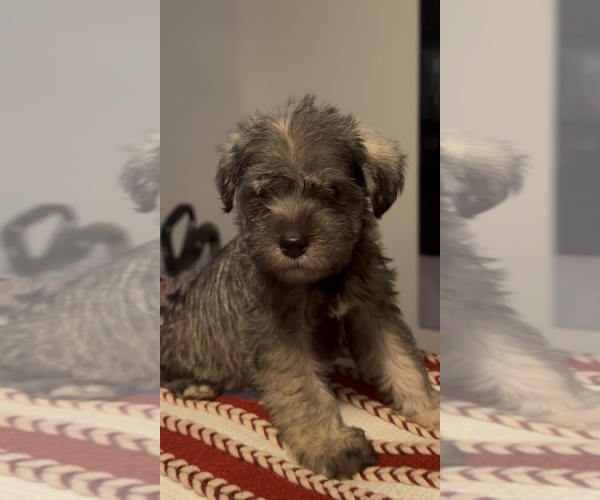 Medium Photo #2 Schnauzer (Miniature) Puppy For Sale in ATLANTA, GA, USA