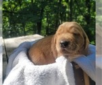 Small #9 Golden Retriever