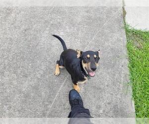 German Shepherd Dog Dogs for adoption in Houston, TX, USA