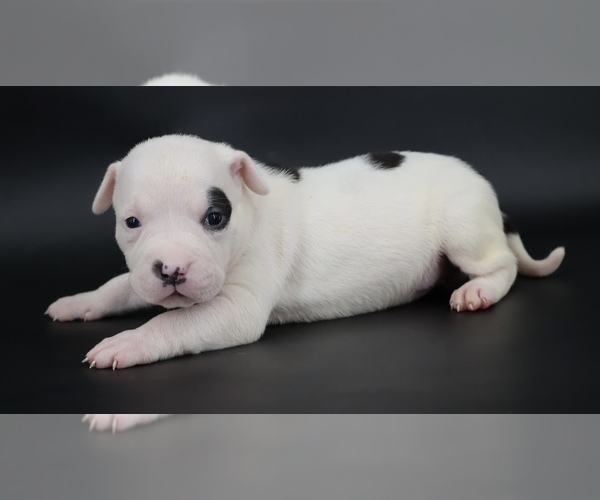 Medium Photo #1 American Bully Puppy For Sale in CHAMPAIGN, IL, USA