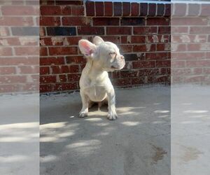 French Bulldog Puppy for Sale in TALLAHASSEE, Florida USA