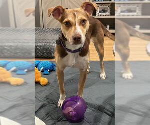 Mutt Dogs for adoption in Oakhurst, NJ, USA