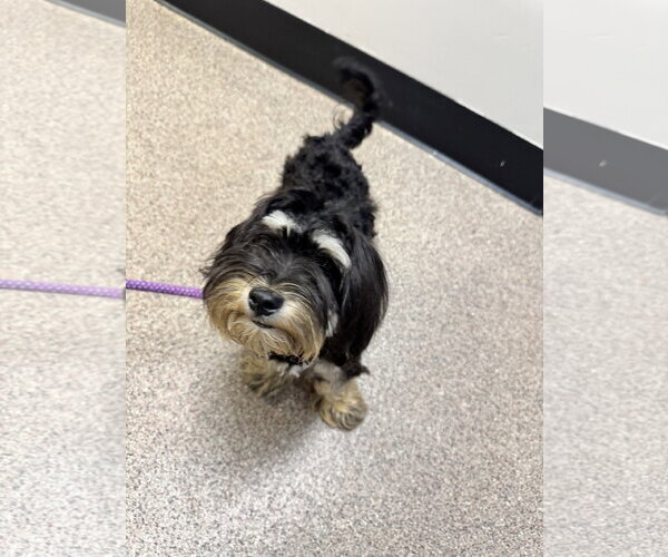 Medium Photo #1 Shih-Poo Puppy For Sale in Sanford, FL, USA